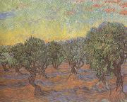 Vincent Van Gogh Olive Grove:Orange Sky (nn04) USA oil painting reproduction